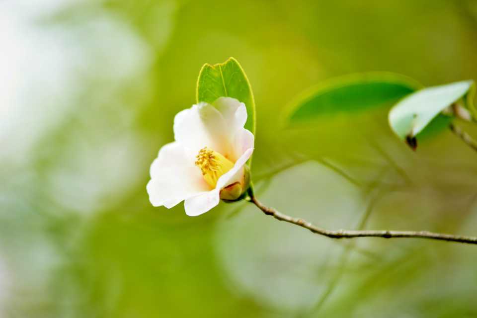 Camellia Tea Bush and Diabetes