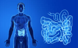 3d rendered image of a man with his gut highlighted.